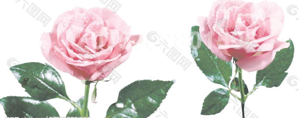 玫瑰花圖片