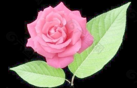 月季花與葉子圖片