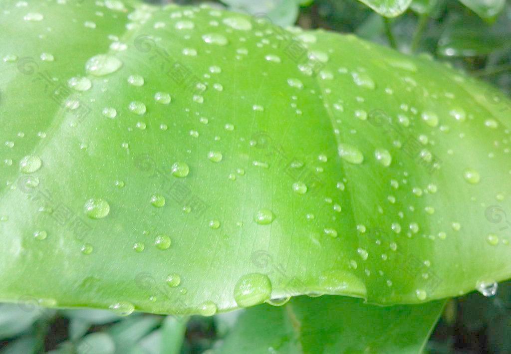葉子水滴圖片