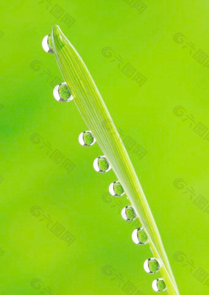綠葉 水珠圖片