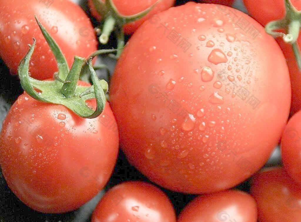 西红柿的特写图片