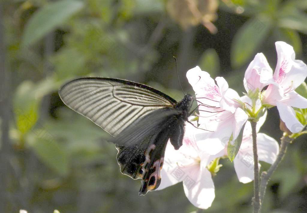 透明的翅膀圖片