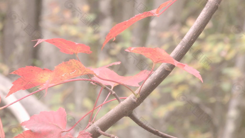充满活力的红色秋天的树叶股票视频 视频免费下载