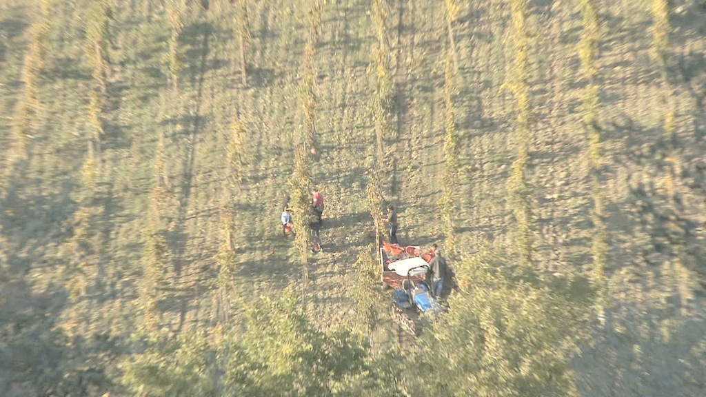 基安蒂葡萄收獲縮小股票視頻 視頻免費下載