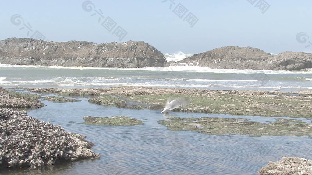 岸邊的2股票視頻海鷗 視頻免費下載