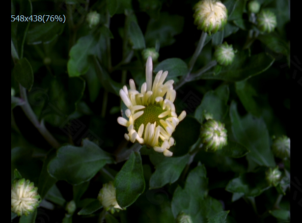 白色鮮花盛開(kāi)實(shí)拍視頻下載