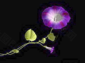 植物花草裝飾素材室內(nèi)裝飾用品素材花草3d模型下載 5