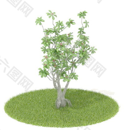 植物國(guó)外精品素材裝飾素材免費(fèi)下載裝修素材免費(fèi)下載 64