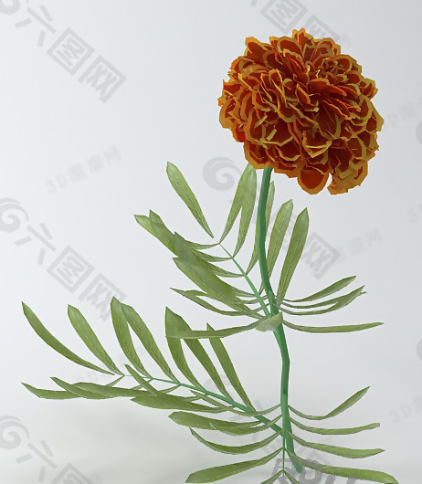 3D花模型
