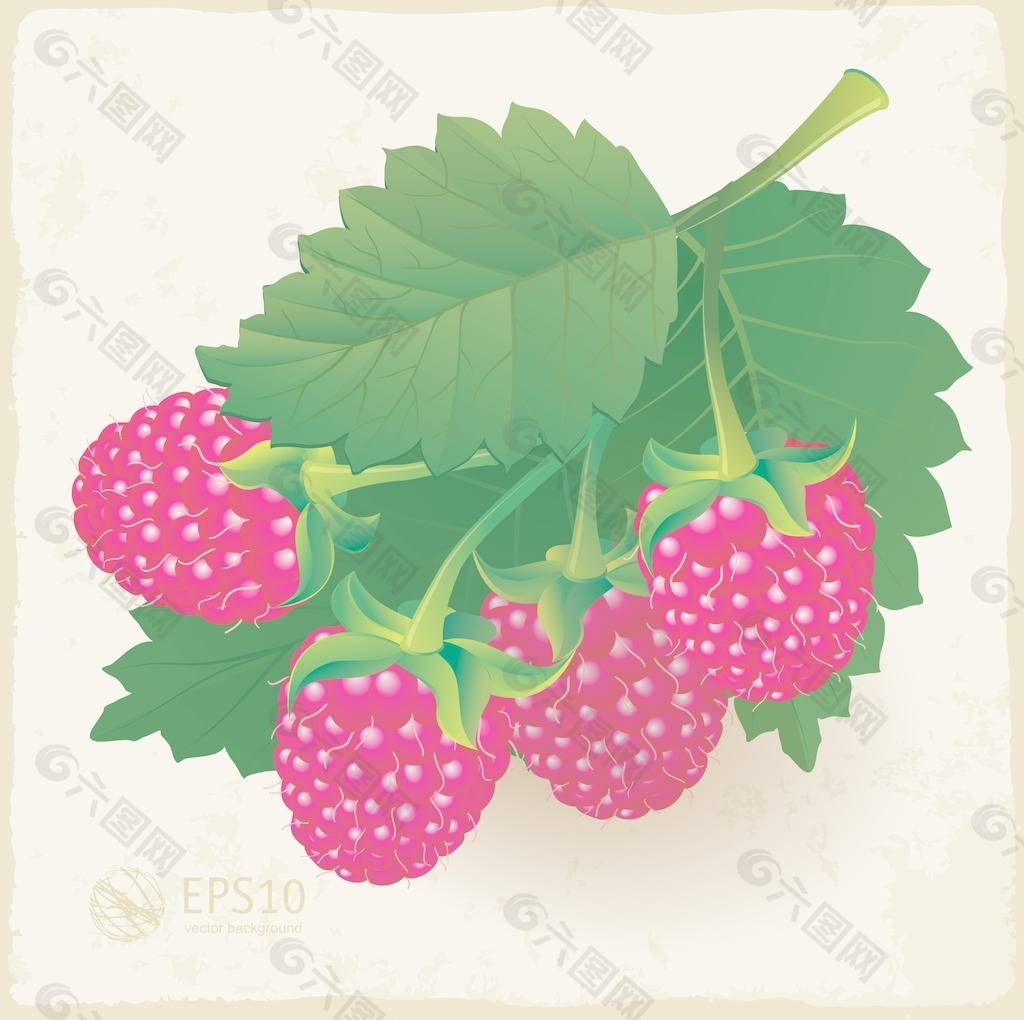 成熟的覆盆子葉矢量