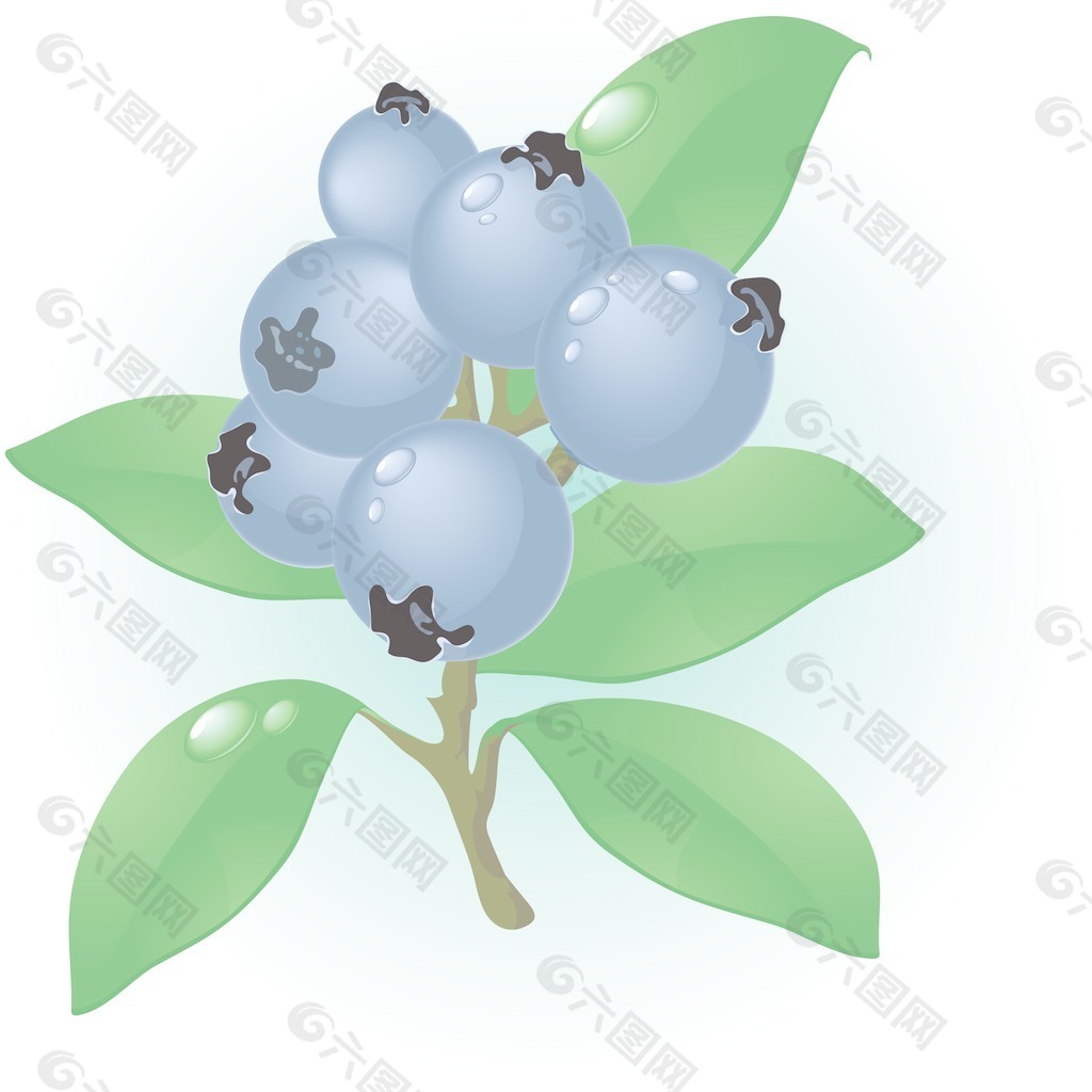 藍莓向量