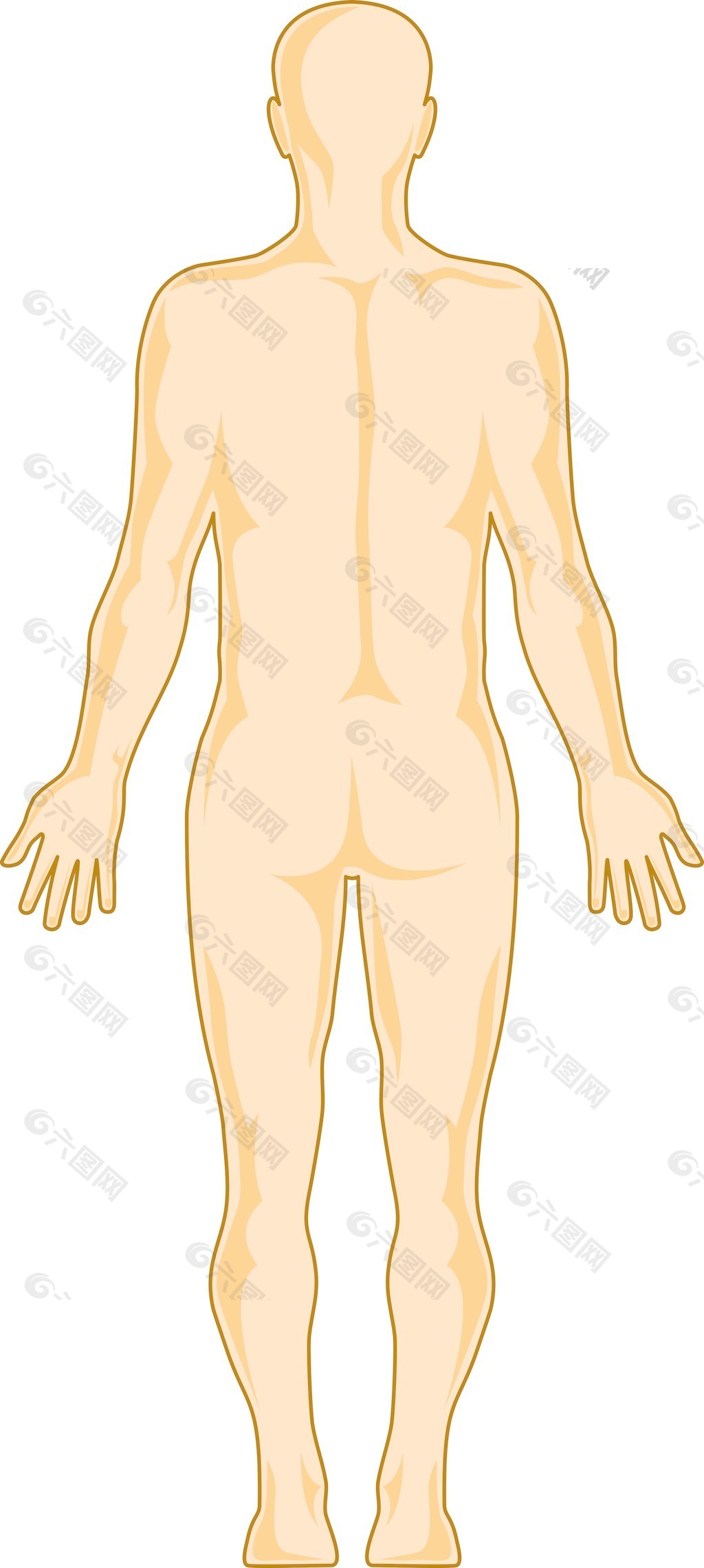 男性人体解剖站设计元素素材免费下载(图片编号:)-六