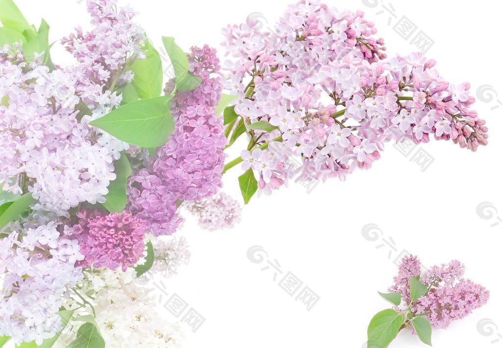 紫色花
