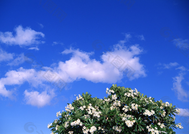 藍天白云花朵