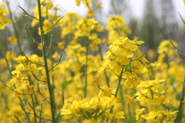 油菜花