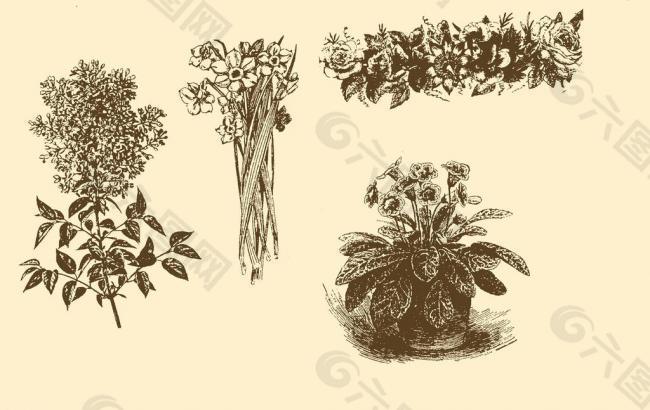 植物裝飾畫(huà)圖片