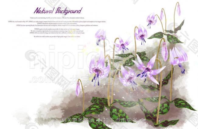 花卉插畫(huà)圖片