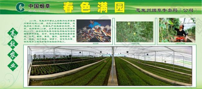 煙草農(nóng)業(yè)宣傳展板圖片