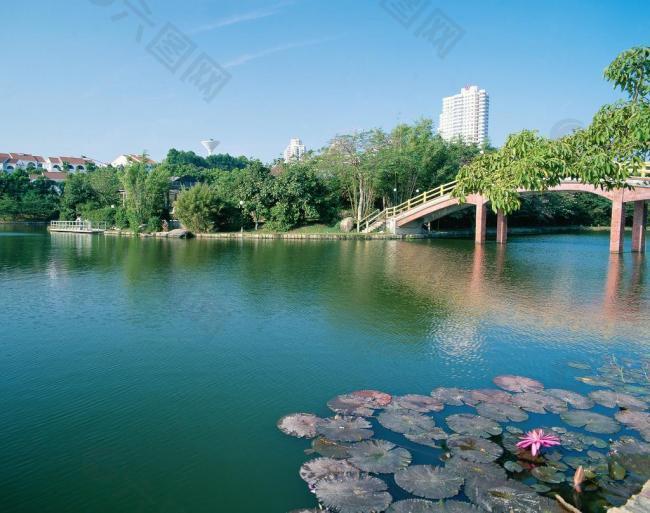 公園風(fēng)景 荷葉 荷花圖片