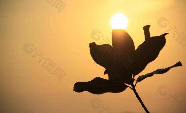 夕陽(yáng)下的花圖片