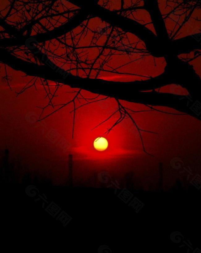 夕陽掛樹梢圖片