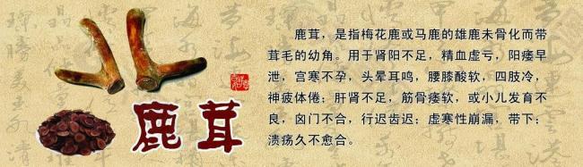 鹿茸展板圖片