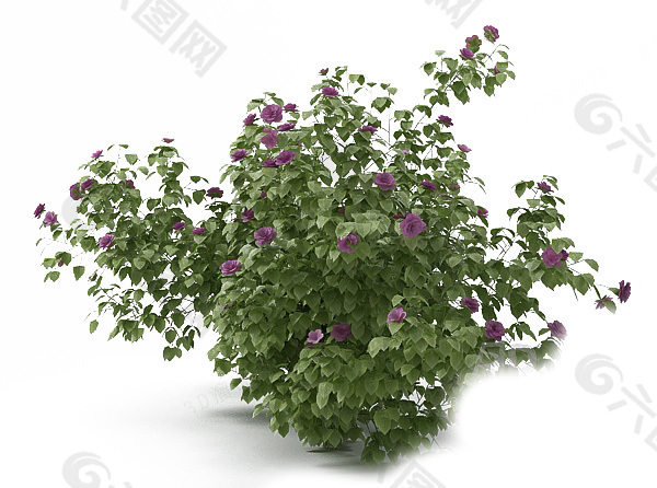 花卉模型