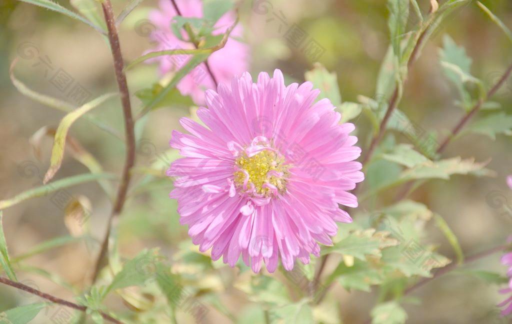 翠菊