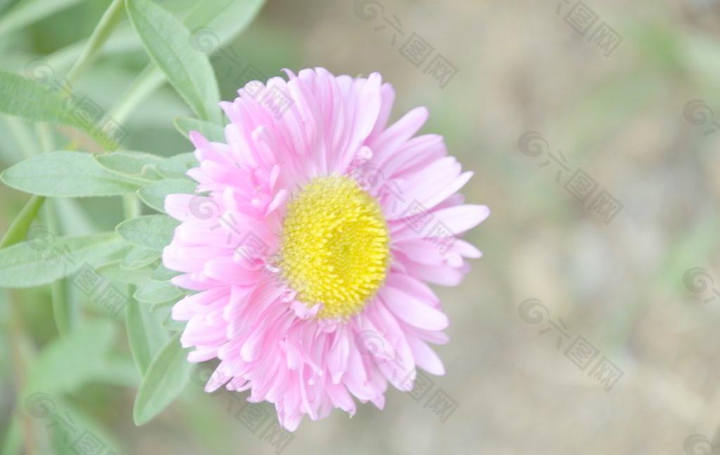 翠菊