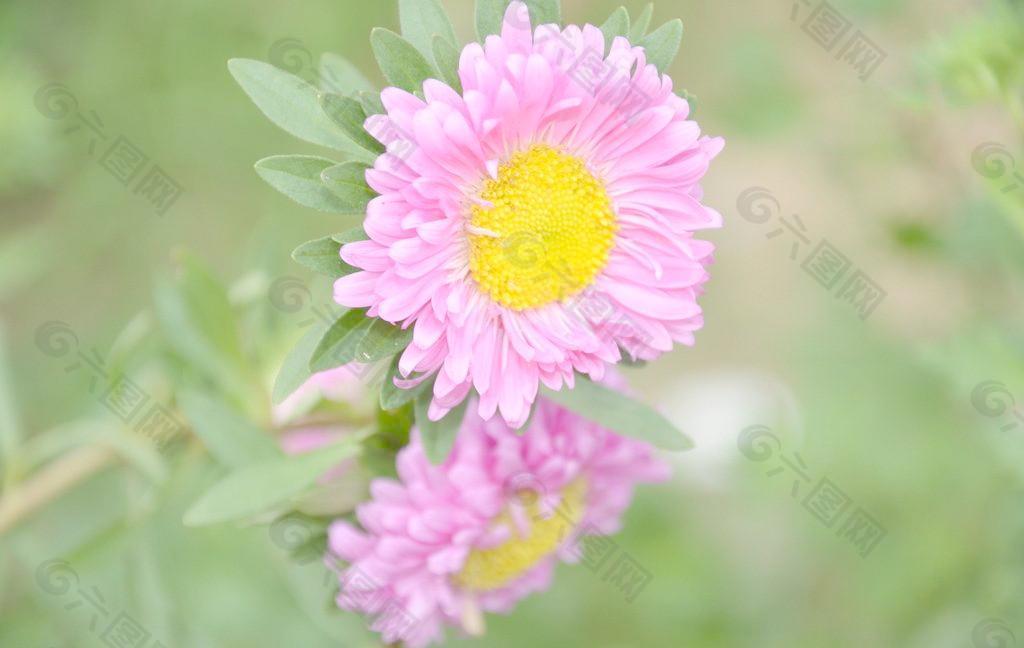 翠菊