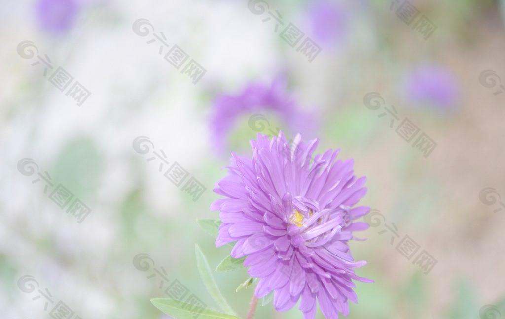 翠菊