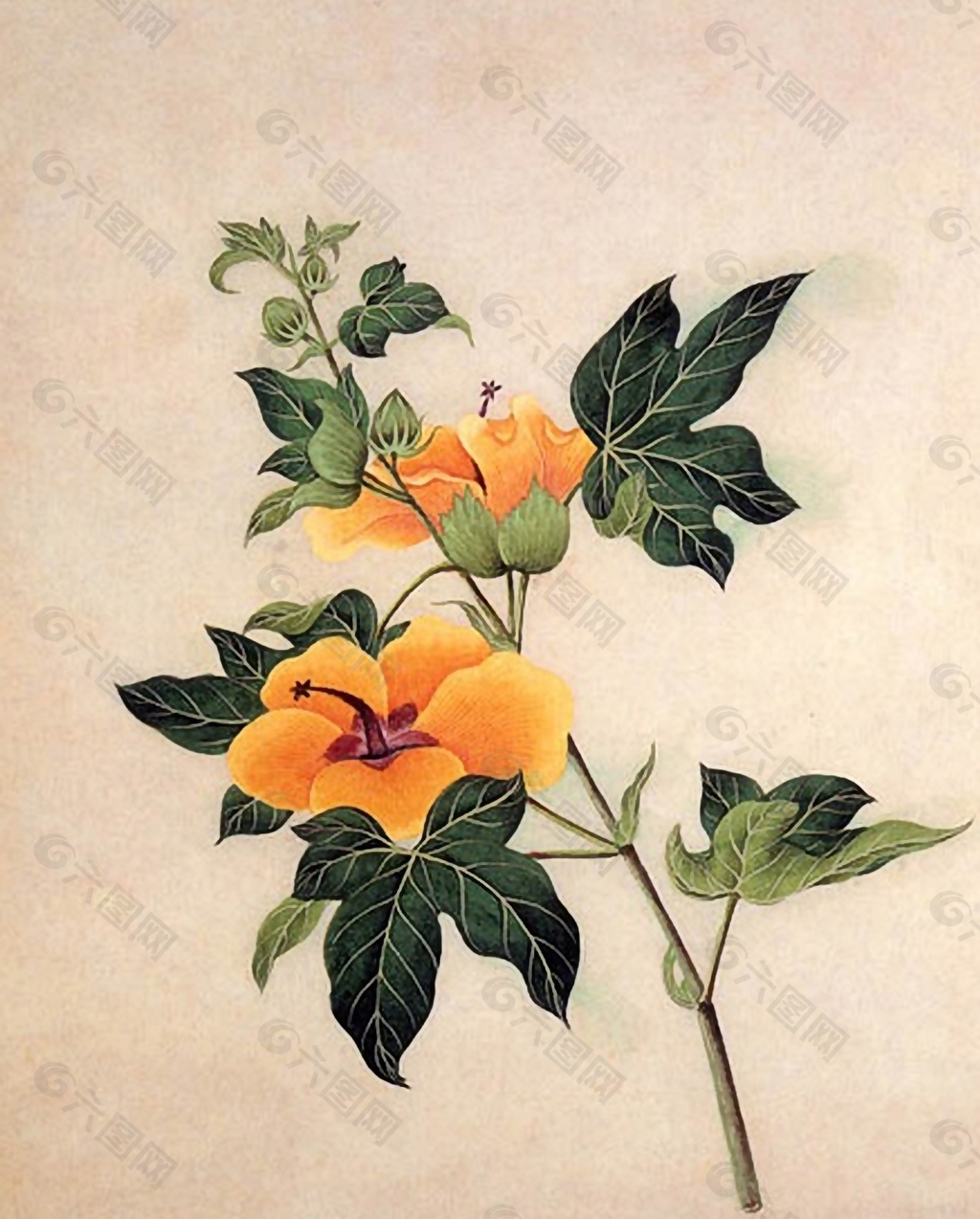 位圖 寫意花卉 植物 花朵 免費素材