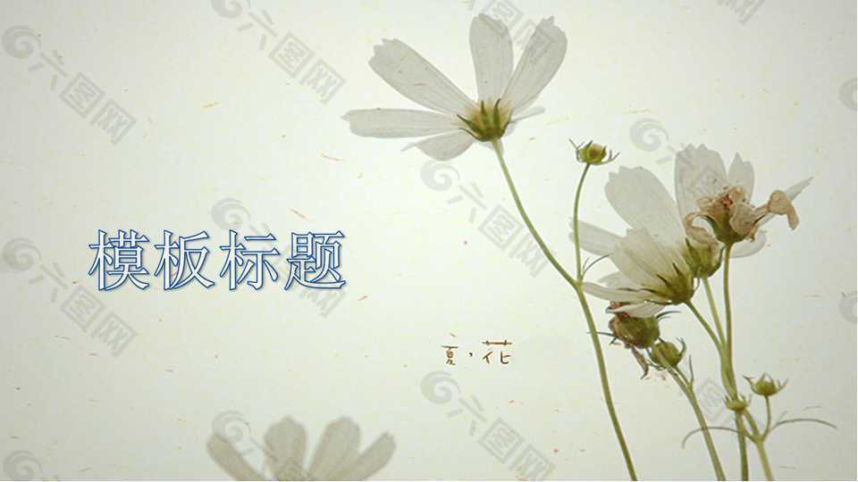 清新雛菊ppt模板