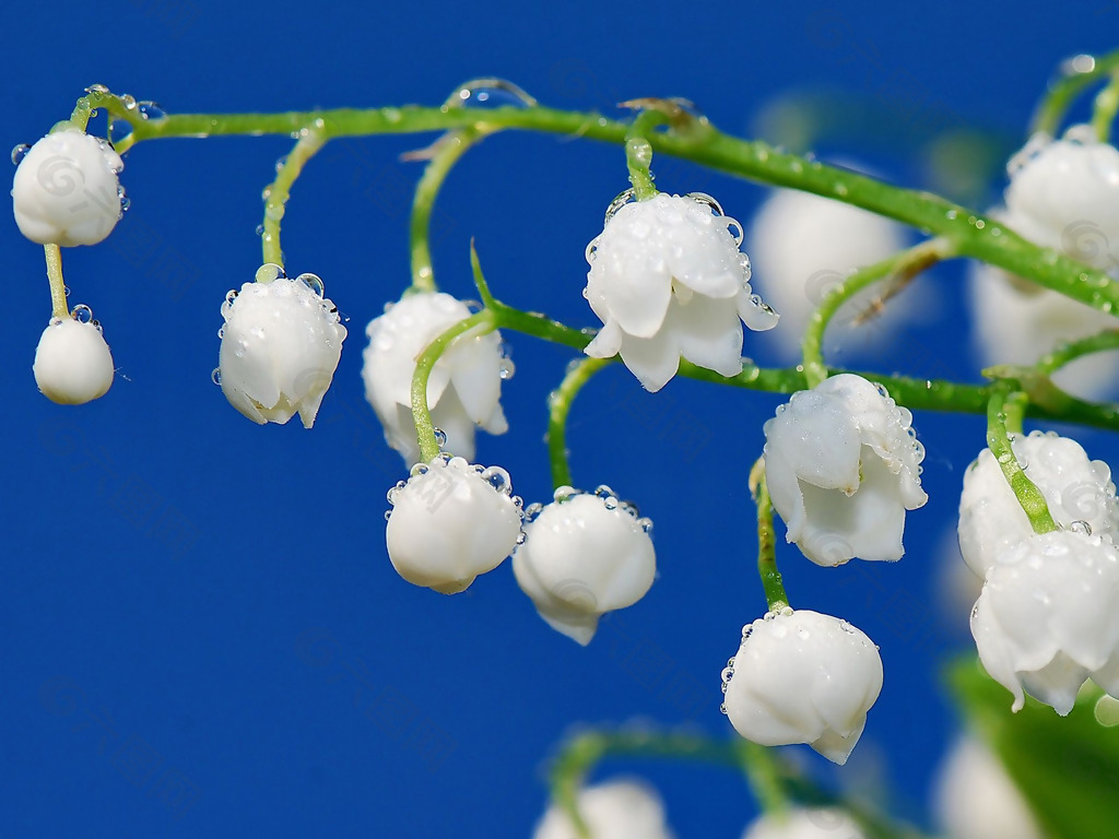 位圖 植物 花朵 寫實(shí)花卉 超高清 免費(fèi)素材