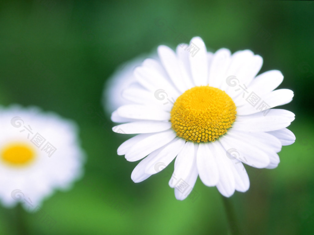 位圖 植物圖案 花朵 寫實花卉 菊花 免費素材