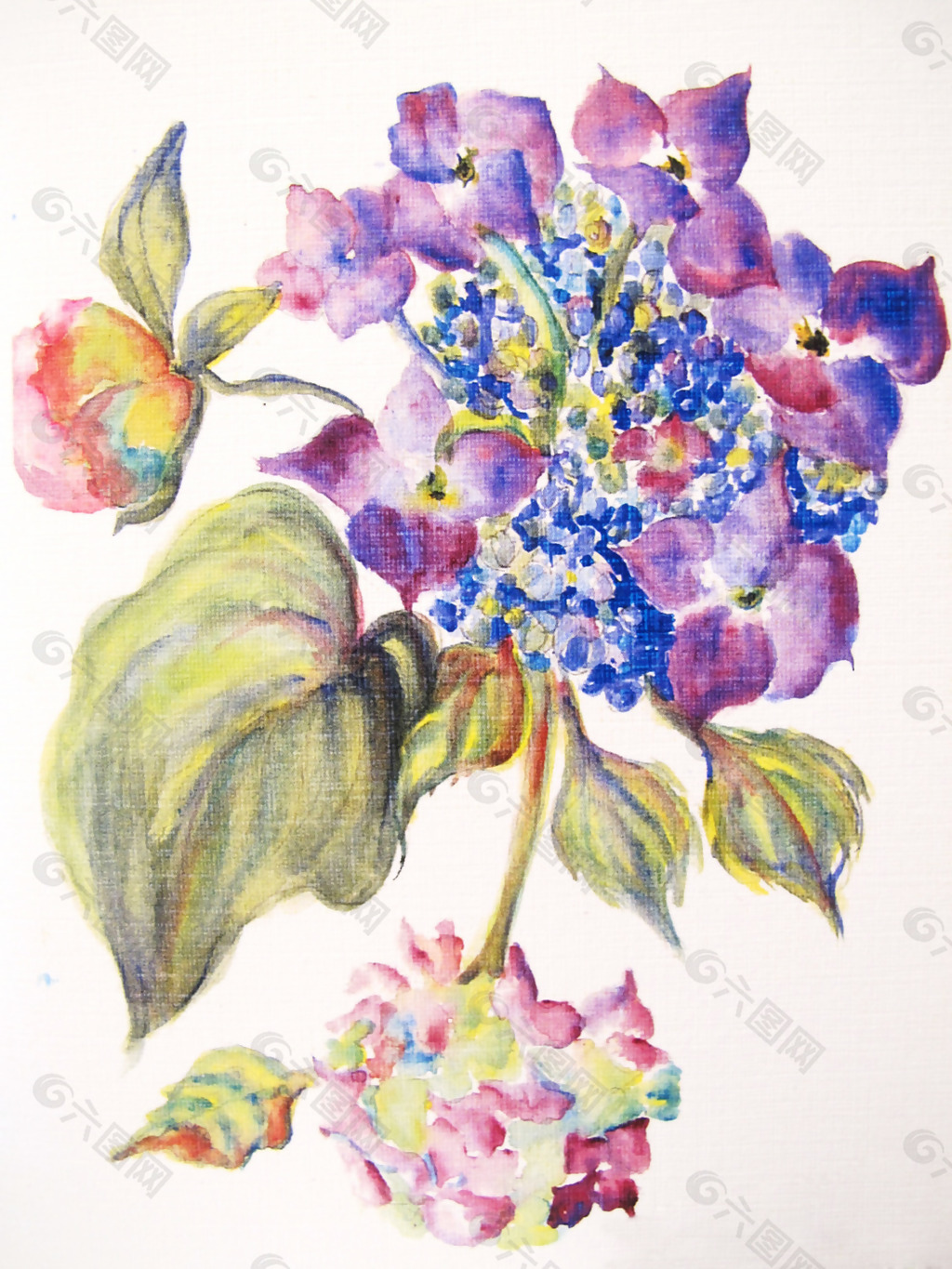 位圖 植物 寫意花卉 花朵 免費素材