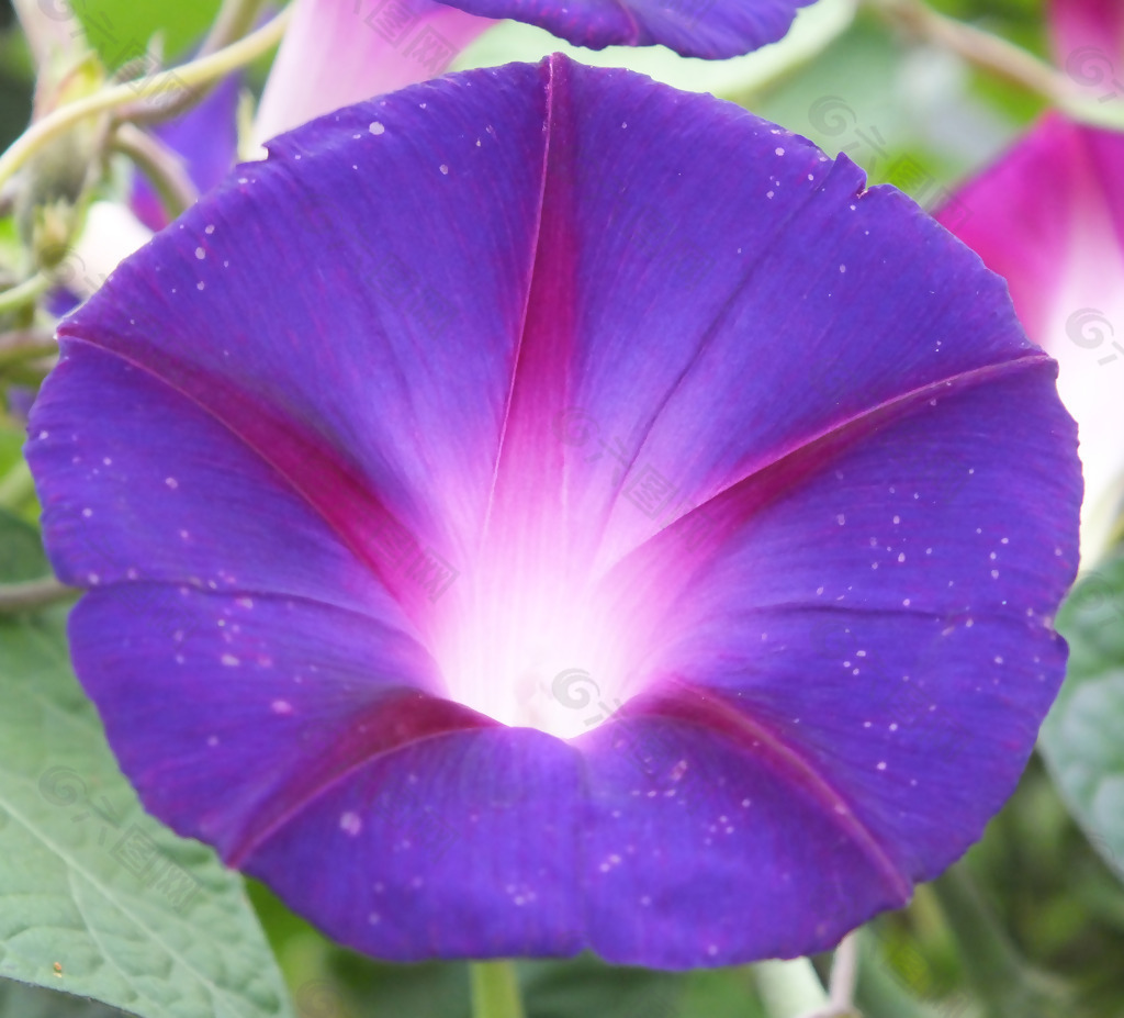 位图 植物摄影 写实花卉 花朵 牵牛花 免费素材