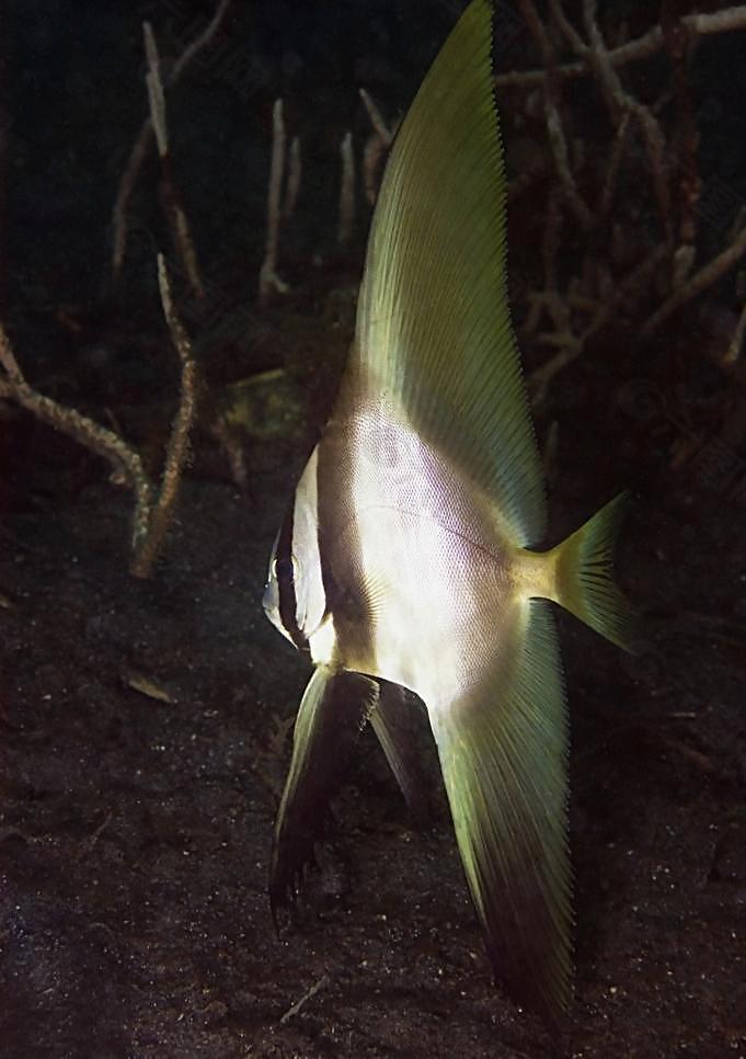 海洋魚(yú)類(lèi)圖片