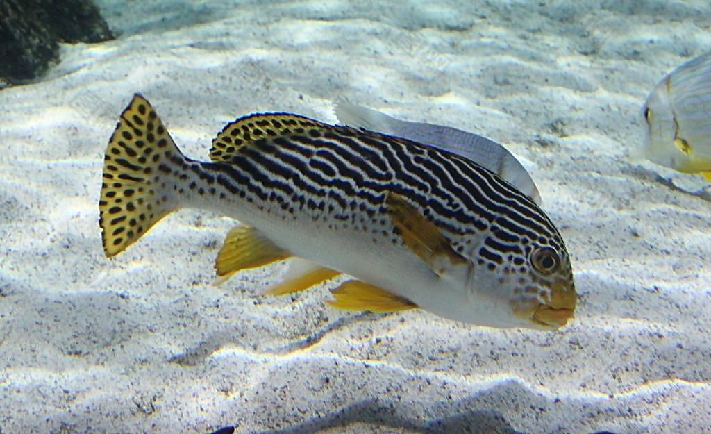 斑點(diǎn)魚圖片