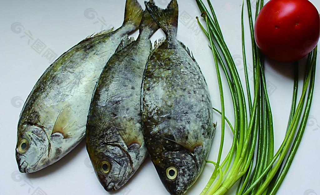 泥猛魚(yú)圖片