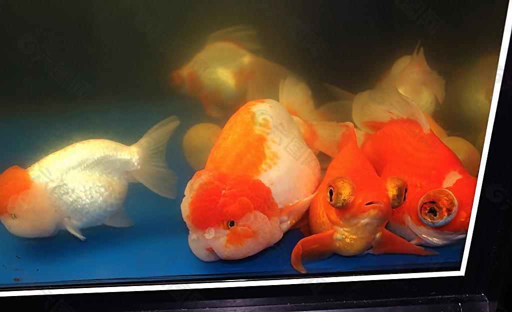 金魚圖片