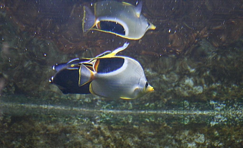 海洋魚(yú)圖片