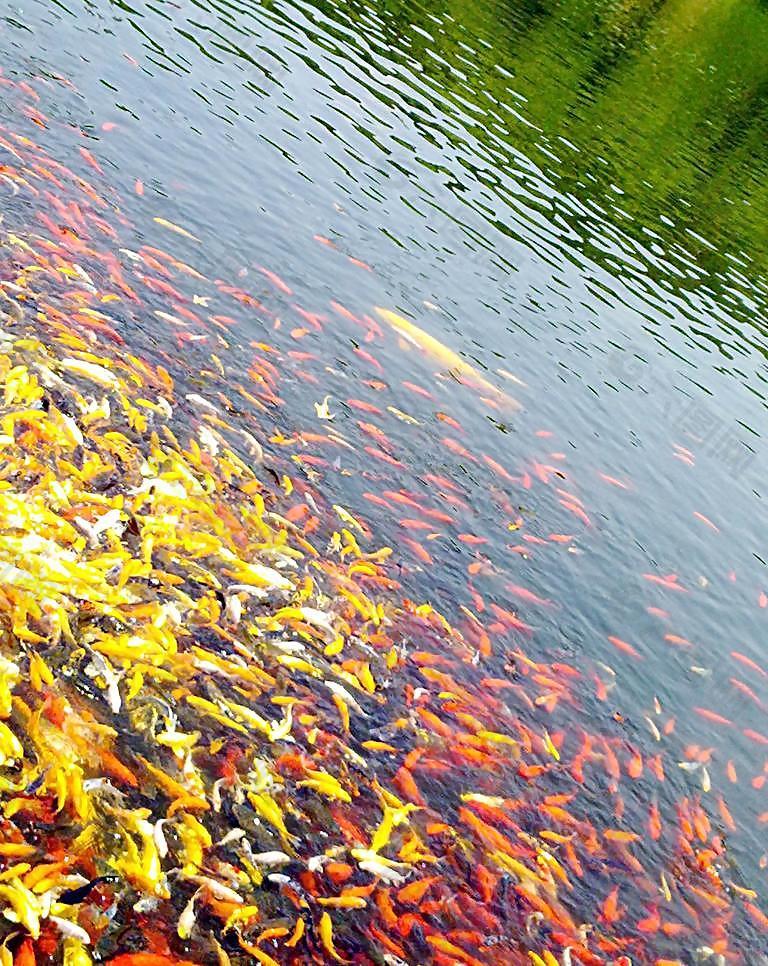 魚群圖片