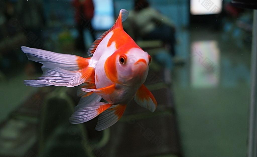 金魚圖片