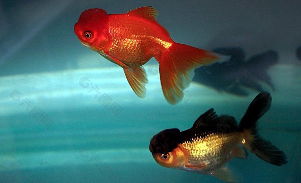 金魚圖片