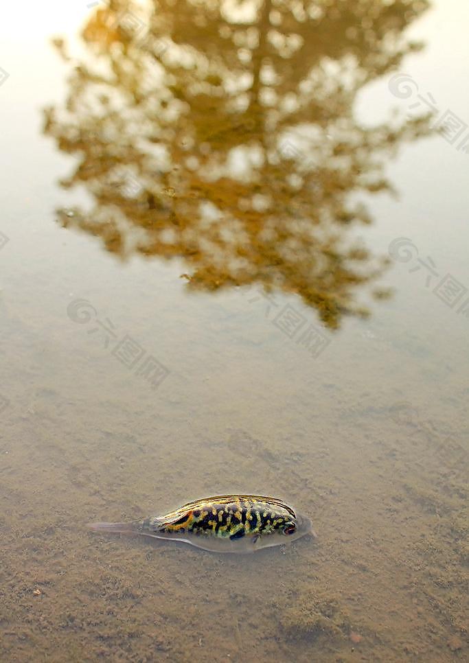 唯美魚倒影圖片