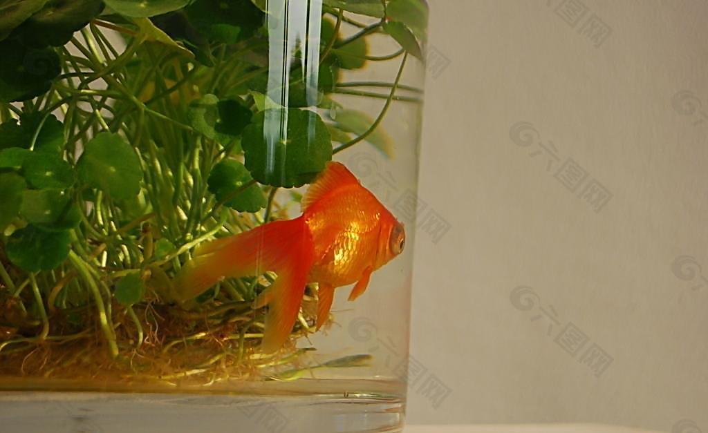 金魚圖片