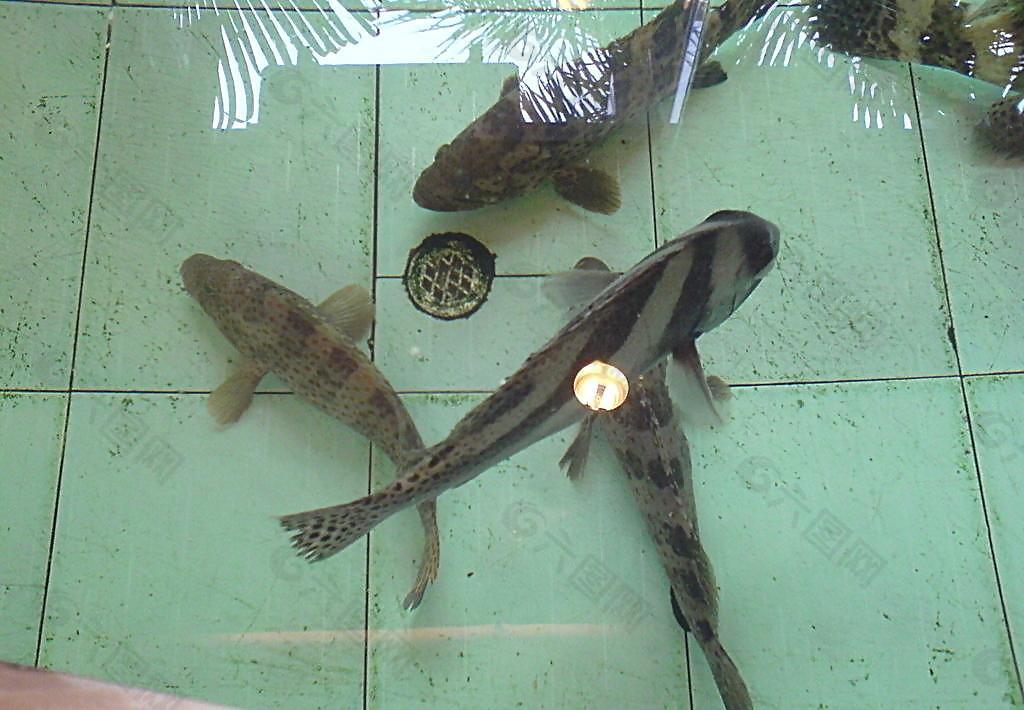 可愛的魚圖片