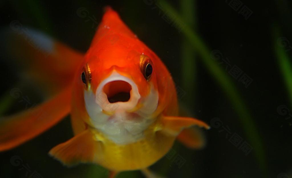 金魚(yú)圖片