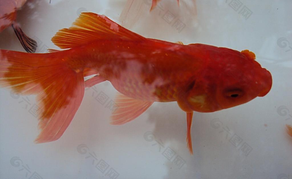 金魚圖片